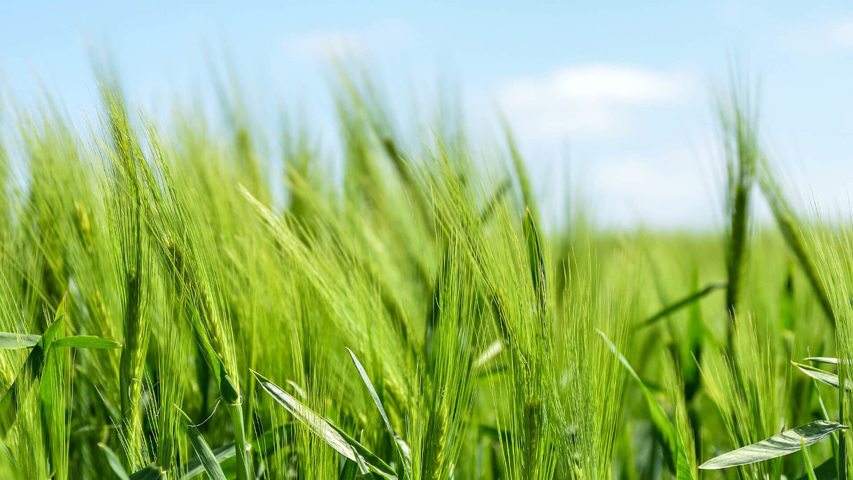 Agrimatco - Serving agriculture since 1936
