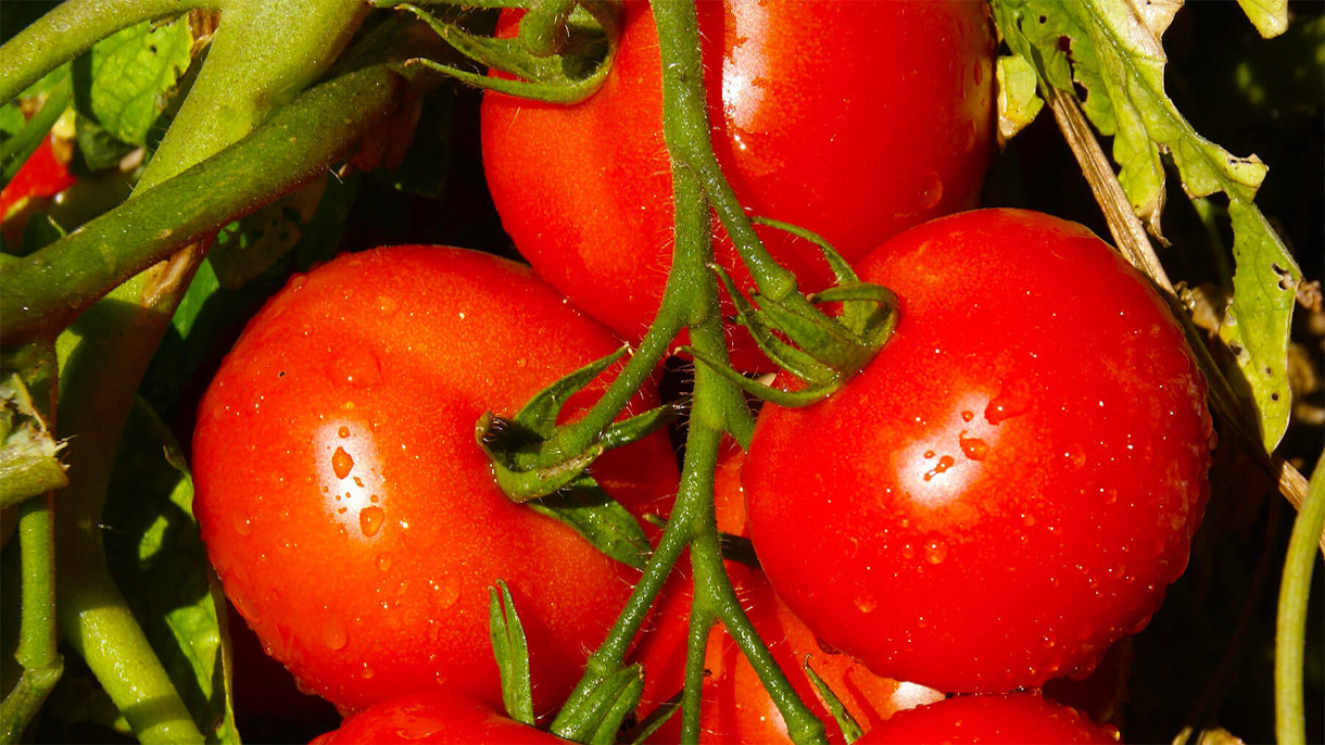 Agrimatco - Serving agriculture since 1936