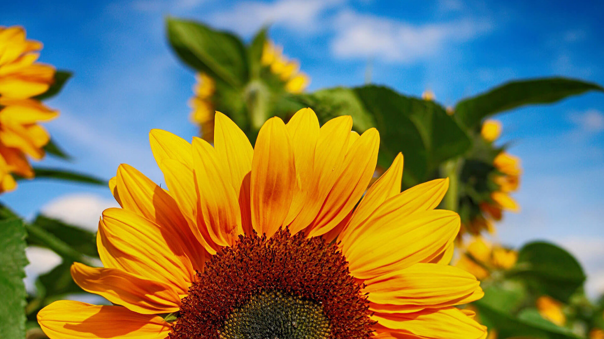 Agrimatco - Serving agriculture since 1936