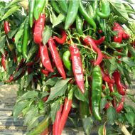 RED DEVIL F1 (500 seminte)